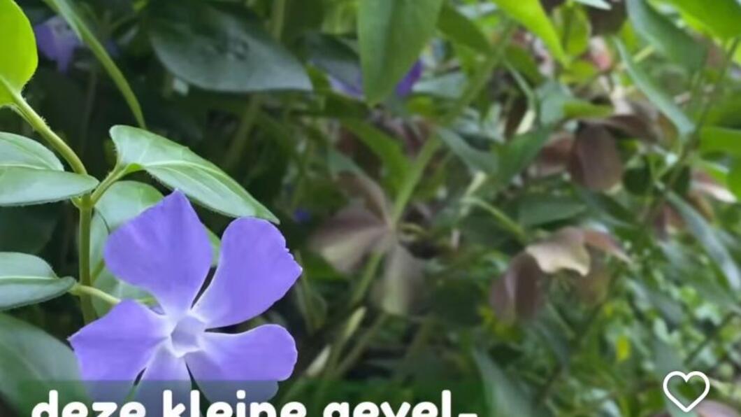 Groene-Stoep-Stappen op onze Instagrampagina!